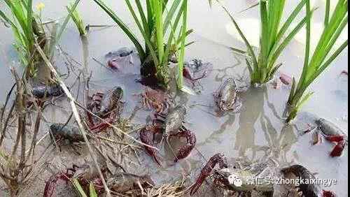 微信图片_20180622171528.jpg 微信图片_20180622171528.jpg